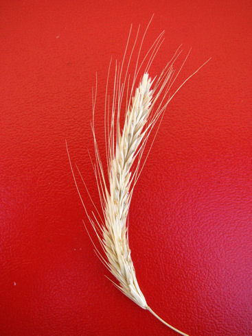irmana